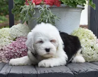 Kibbles BLUE EYES, a female Old English Sheepdog for sale in Fredericksburg, OH – 2 of 3