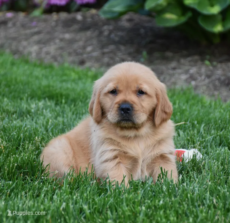 Andi – Golden Retriever puppy for sale in Fredericksburg, OH