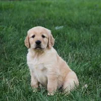 Odie, a male Golden Retriever for sale in Fredericksburg, OH – 4 of 4
