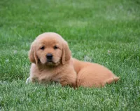 Maisy, a female Golden Retriever for sale in Fredericksburg, OH – 4 of 4