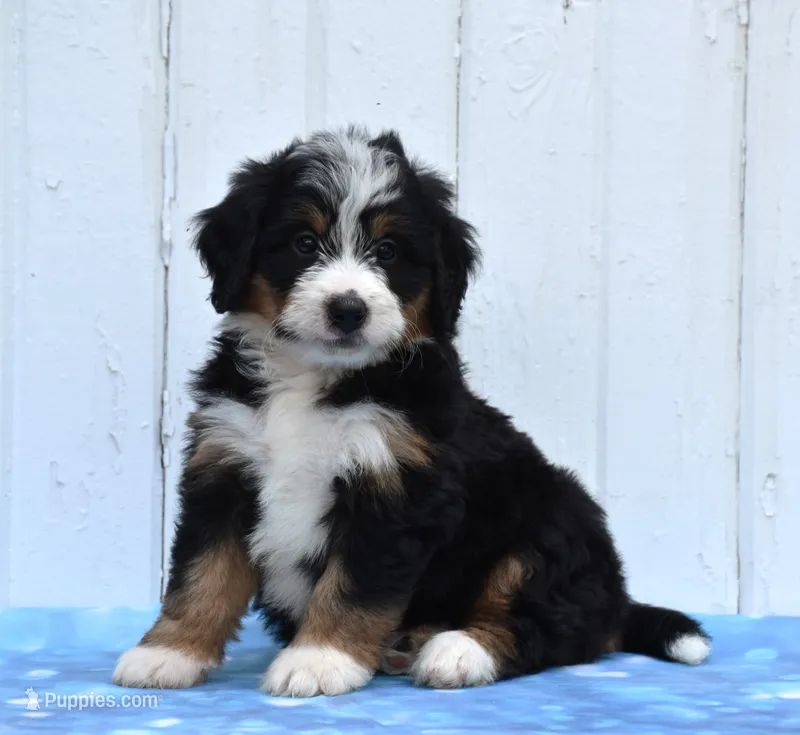 Cupcake – Miniature Bernedoodle puppy for sale in Fredericksburg, OH