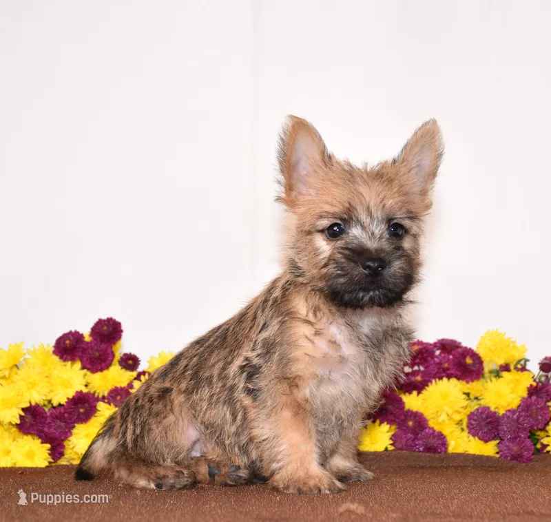 Koda – Cairn Terrier puppy for sale in Fredericksburg, OH