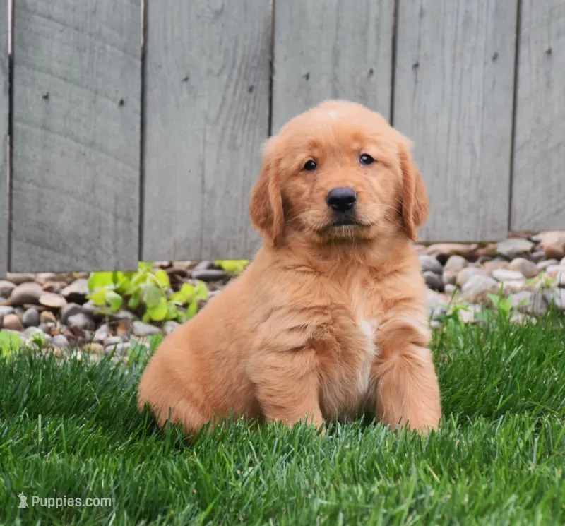 Gizmo – Golden Retriever puppy for sale in Fredericksburg, OH