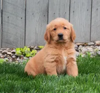 Gizmo, a male Golden Retriever for sale in Fredericksburg, OH – 1 of 4