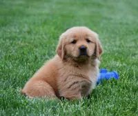 Max, a male Golden Retriever for sale in Fredericksburg, OH – 4 of 4
