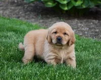 Andi, a female Golden Retriever for sale in Fredericksburg, OH – 4 of 4