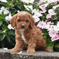 Ollie, a male Cavapoo for sale in Fredericksburg, OH – 3 of 3