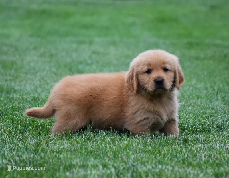 Max – Golden Retriever puppy for sale in Fredericksburg, OH