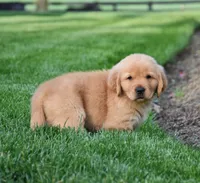 Aza, a female Golden Retriever for sale in Fredericksburg, OH – 2 of 4