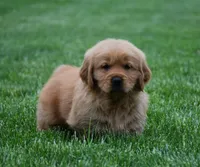 Milo, a male Golden Retriever for sale in Fredericksburg, OH – 3 of 4