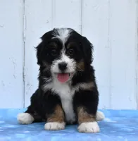 Comet, a female Miniature Bernedoodle for sale in Fredericksburg, OH – 3 of 3