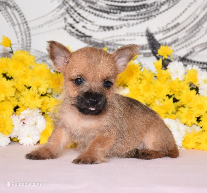 Jellybean – Cairn Terrier puppy for sale in Fredericksburg, OH