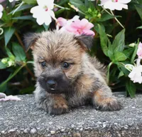 Ariel, a male Cairn Terrier for sale in Fredericksburg, OH – 2 of 3