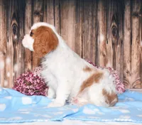 Dalton, a male Cavalier King Charles Spaniel for sale in Fredericksburg, OH – 4 of 5