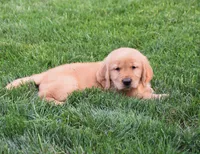 Geo, a male Golden Retriever for sale in Fredericksburg, OH – 3 of 4