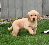 Galaxy, a male Golden Retriever for sale in Fredericksburg, OH – 3 of 4