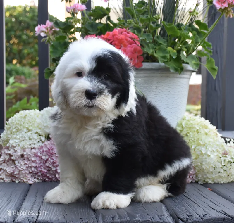 Kiki – Old English Sheepdog puppy for sale in Fredericksburg, OH