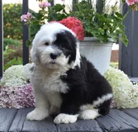Kiki, a female Old English Sheepdog for sale in Fredericksburg, OH – 1 of 3