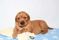 Aspy, a female Golden Retriever for sale in Fredericksburg, OH – Photo 2 of 5