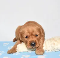 Aspy, a female Golden Retriever for sale in Fredericksburg, OH – Photo 1 of 5