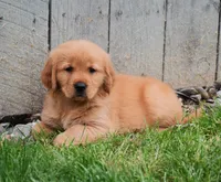 Meadow, a female Golden Retriever for sale in Fredericksburg, OH – 1 of 4