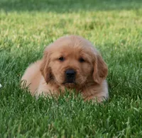 Annabella, a female Golden Retriever for sale in Fredericksburg, OH – 2 of 4