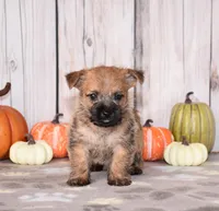 Nellie, a female Cairn Terrier for sale in Fredericksburg, OH – 3 of 3