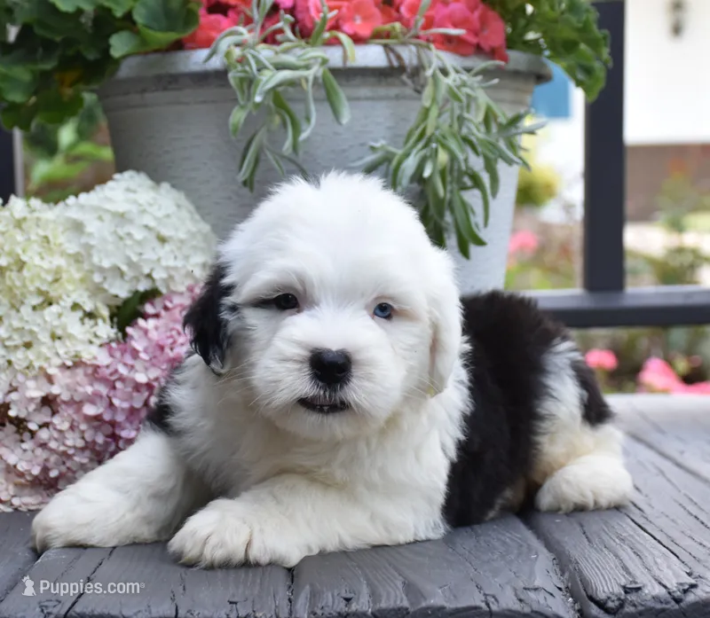 Kasper BLUE EYE – Old English Sheepdog puppy for sale in Fredericksburg, OH