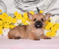 Jellybean, a female Cairn Terrier for sale in Fredericksburg, OH – 2 of 3