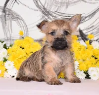 Jayda, a female Cairn Terrier for sale in Fredericksburg, OH – 3 of 3