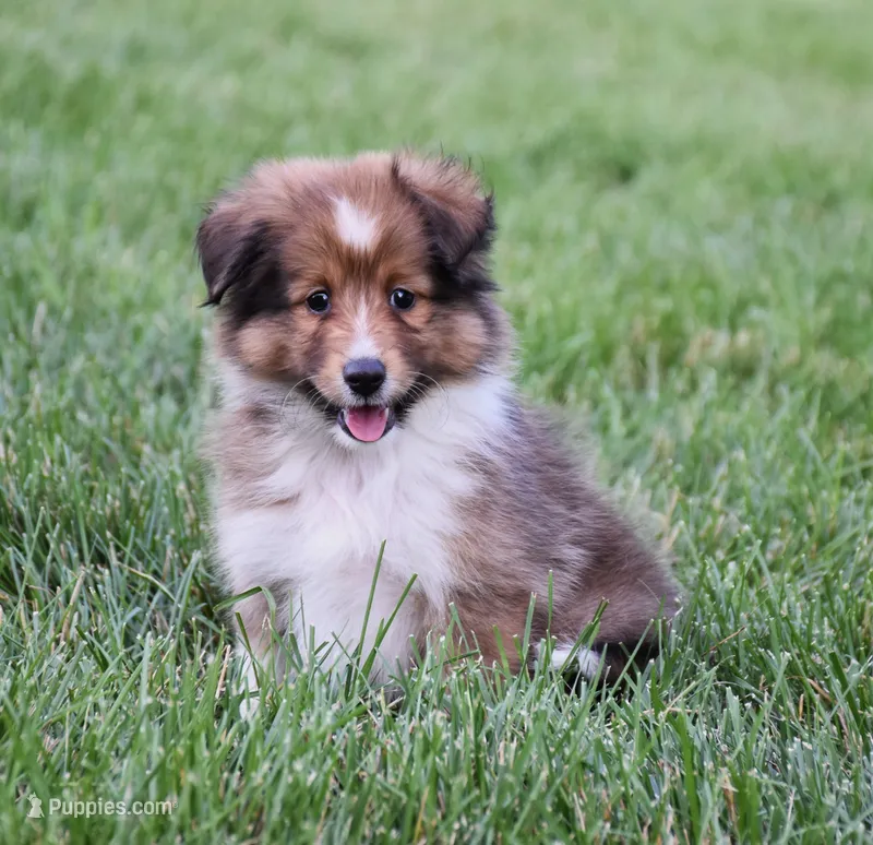 Nova – Shetland Sheepdog puppy for sale in Fredericksburg, OH