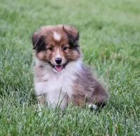 Nova, a male Shetland Sheepdog for sale in Fredericksburg, OH – 1 of 4