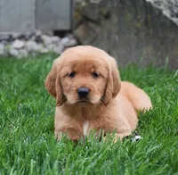 Gala, a female Golden Retriever for sale in Fredericksburg, OH – 2 of 4
