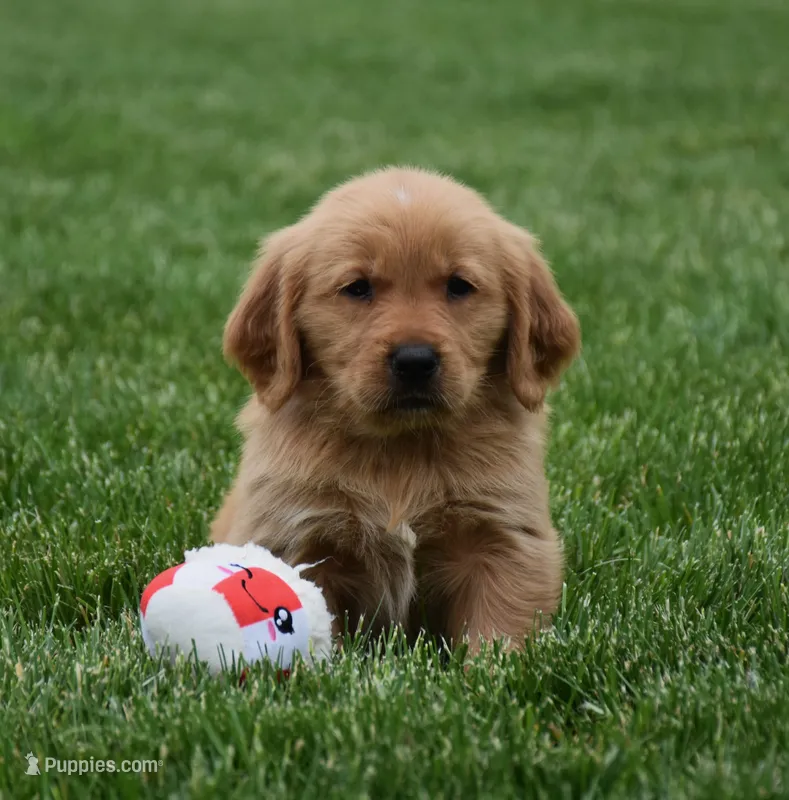 Malibu  – Golden Retriever puppy for sale in Fredericksburg, OH