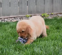 Gemma, a female Golden Retriever for sale in Fredericksburg, OH – 2 of 4