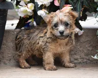 Zora, a female Cairn Terrier for sale in Fredericksburg, OH – 2 of 3