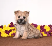 Kiwi, a female Cairn Terrier for sale in Fredericksburg, OH – 2 of 3