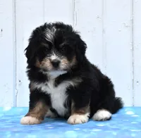 Cody, a male Miniature Bernedoodle for sale in Fredericksburg, OH – 3 of 3