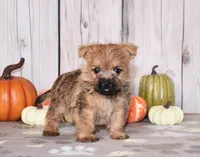 Nico, a male Cairn Terrier for sale in Fredericksburg, OH – 2 of 3