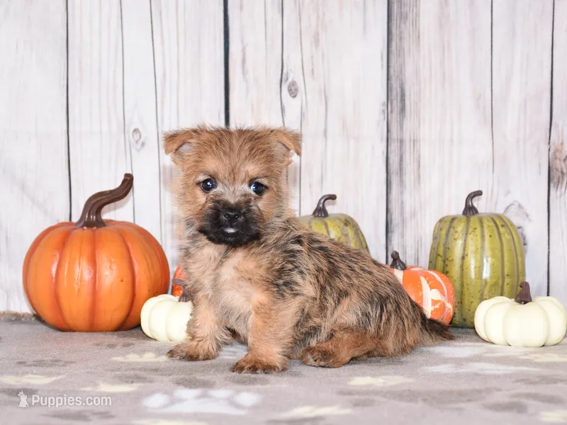 Nico – Cairn Terrier puppy for sale in Fredericksburg, OH