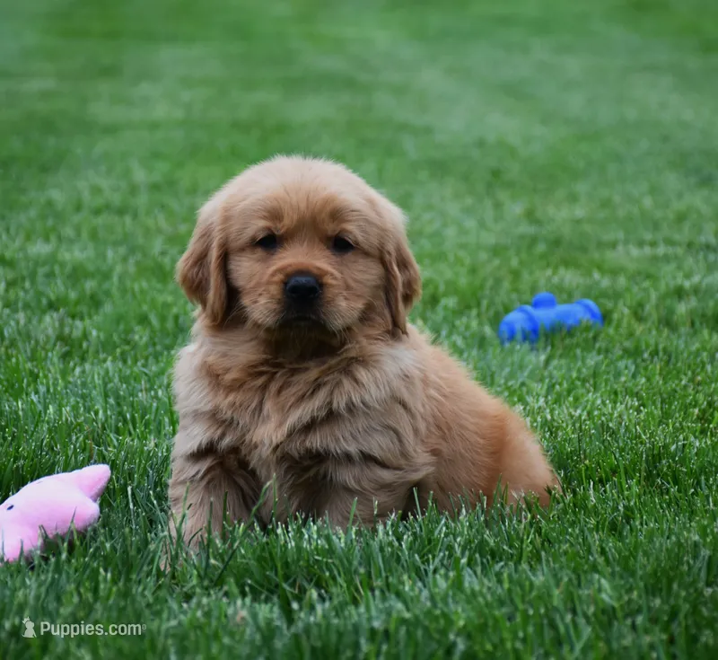 Milo – Golden Retriever puppy for sale in Fredericksburg, OH