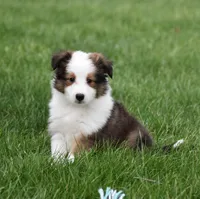 Beck, a male Shetland Sheepdog for sale in Fredericksburg, OH – Photo 3 of 4