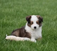 Beck, a male Shetland Sheepdog for sale in Fredericksburg, OH – Photo 2 of 4