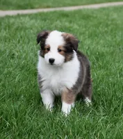 Beck, a male Shetland Sheepdog for sale in Fredericksburg, OH – Photo 4 of 4