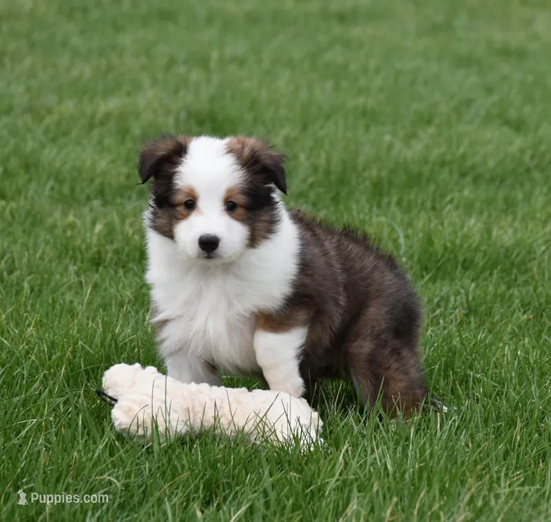 Beck – Shetland Sheepdog puppy for sale in Fredericksburg, OH
