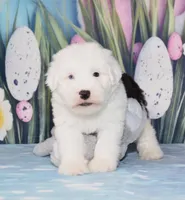 Thor - 1 blue eye, a male Old English Sheepdog for sale in Fredericksburg, OH – Photo 3 of 4