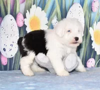 Thor - 1 blue eye, a male Old English Sheepdog for sale in Fredericksburg, OH – Photo 2 of 4