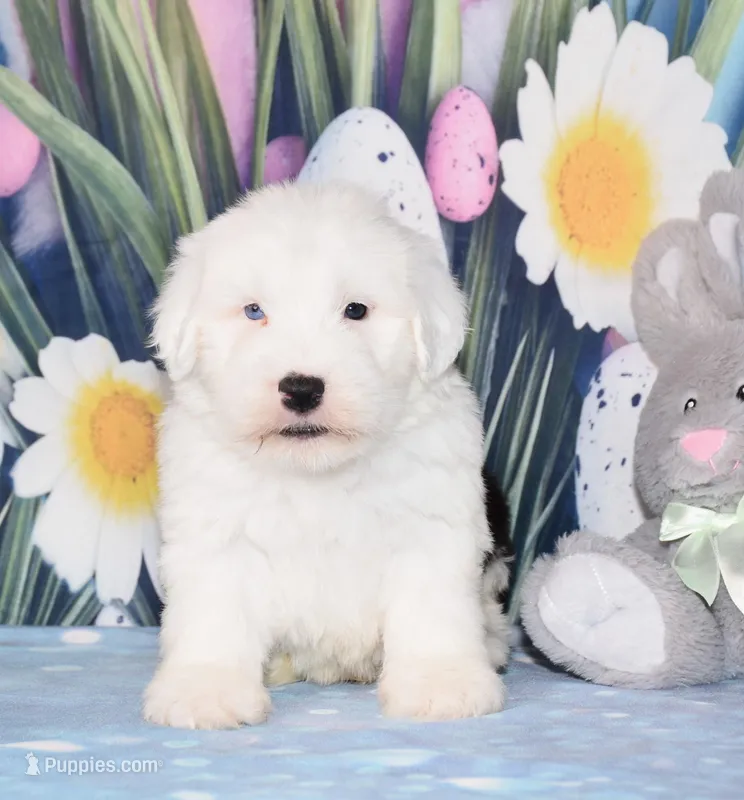 Thor - 1 blue eye – Old English Sheepdog puppy for sale in Fredericksburg, OH