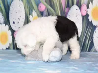 Thor - 1 blue eye, a male Old English Sheepdog for sale in Fredericksburg, OH – Photo 4 of 4