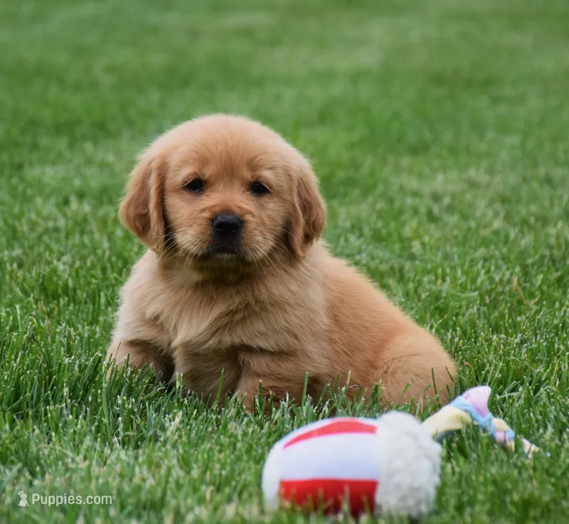 Macy – Golden Retriever puppy for sale in Fredericksburg, OH